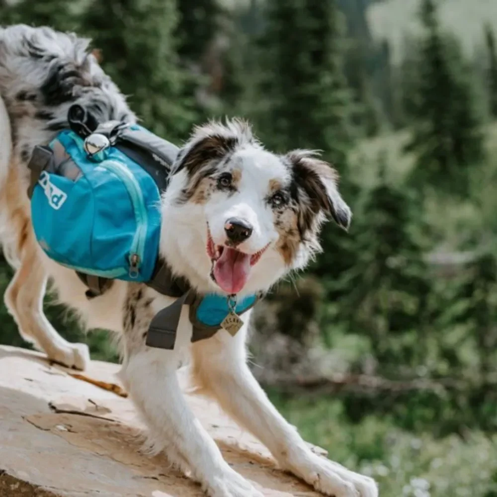 outward hound dog backpack bag for medium dog between 30-50lBS(14-25KG)
